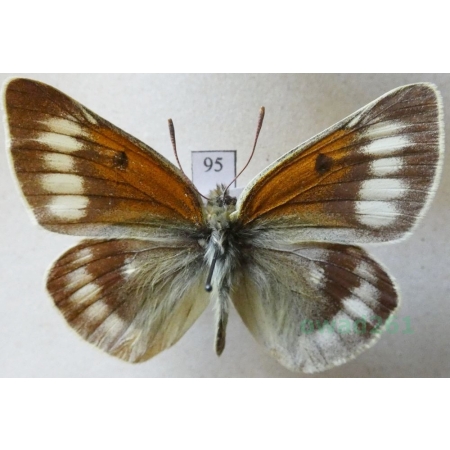 Colias christophi Grum-Grshimailo, 1885 male Uzbekistan95